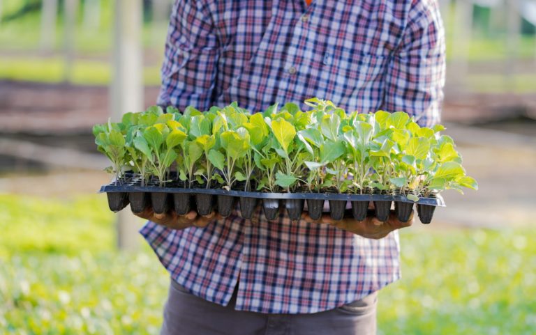 crop farmer carrying seedling tray in field